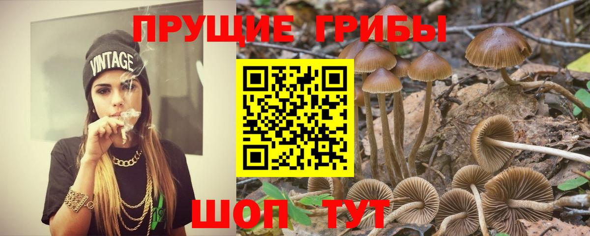 Галлюциногенные грибы Psilocybe  Вход с VPN  Псилоцибиновые грибы Cubensis  Гатчина 